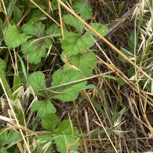 Erodium crinitum at Molonglo River Reserve - 23 Jan 2024