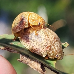 Paropsis atomaria at Molonglo River Reserve - 23 Jan 2024