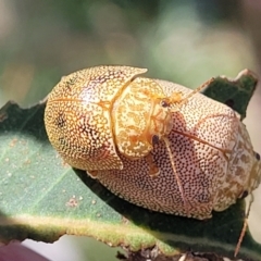 Paropsis atomaria at Molonglo River Reserve - 23 Jan 2024 03:13 PM