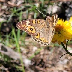 Junonia villida (Meadow Argus) at Kama - 23 Jan 2024 by trevorpreston