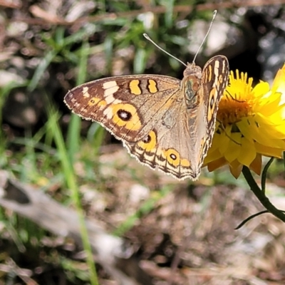 Junonia villida (Meadow Argus) at Molonglo River Reserve - 23 Jan 2024 by trevorpreston