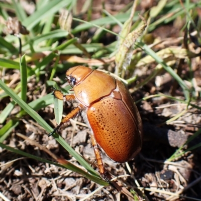 Anoplognathus sp. (genus) (Unidentified Christmas beetle) at Cook, ACT - 18 Jan 2024 by CathB