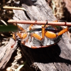 Anoplognathus sp. (genus) at Mount Painter - 18 Jan 2024