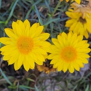 Xerochrysum viscosum at Molonglo River Reserve - 23 Jan 2024