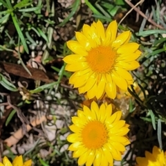 Xerochrysum viscosum at Molonglo River Reserve - 23 Jan 2024