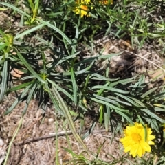 Xerochrysum viscosum at Molonglo River Reserve - 23 Jan 2024