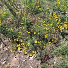 Xerochrysum viscosum at Molonglo River Reserve - 23 Jan 2024