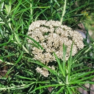 Cassinia longifolia at Kama - 23 Jan 2024