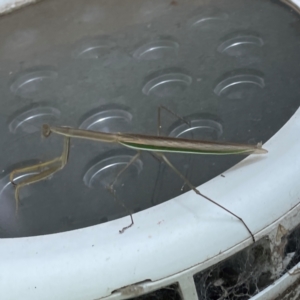 Tenodera australasiae at Russell, ACT - 23 Jan 2024 12:28 PM