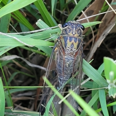 Galanga labeculata (Double-spotted cicada) at Molonglo River Reserve - 23 Jan 2024 by trevorpreston