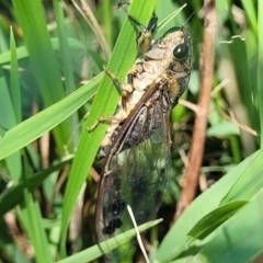 Galanga labeculata at Kama - 23 Jan 2024