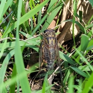 Galanga labeculata at Kama - 23 Jan 2024