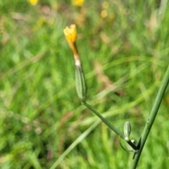 Chondrilla juncea (Skeleton Weed) at Kama - 23 Jan 2024 by trevorpreston