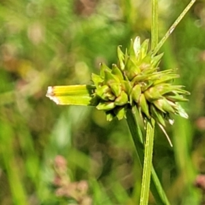 Carex inversa at Kama - 23 Jan 2024 02:59 PM