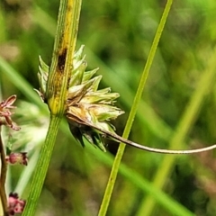 Carex inversa at Kama - 23 Jan 2024 02:59 PM