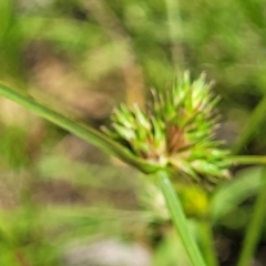 Carex inversa at Kama - 23 Jan 2024 02:59 PM