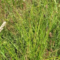 Carex inversa at Kama - 23 Jan 2024 02:59 PM