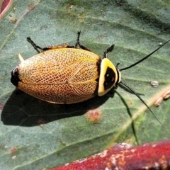 Ellipsidion australe (Austral Ellipsidion cockroach) at Molonglo River Reserve - 23 Jan 2024 by trevorpreston