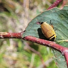 Ellipsidion australe at Kama - 23 Jan 2024 02:57 PM