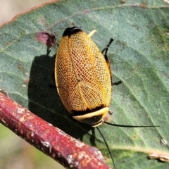 Ellipsidion australe at Kama - 23 Jan 2024 02:57 PM