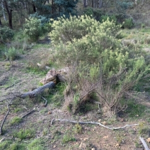 Cassinia quinquefaria at Aranda, ACT - 23 Jan 2024 06:25 PM