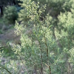 Cassinia quinquefaria at Aranda, ACT - 23 Jan 2024