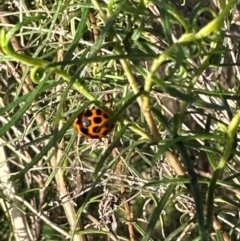 Harmonia conformis (Common Spotted Ladybird) at Aranda, ACT - 23 Jan 2024 by lbradley