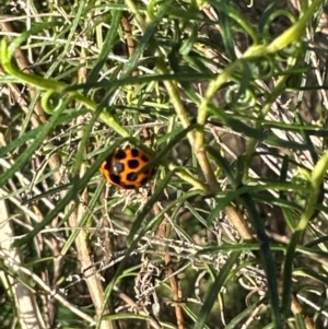 Harmonia conformis at Aranda Bushland - 23 Jan 2024