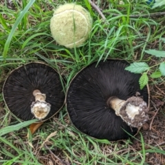 Agaricus sp. (Agaricus) at Giralang, ACT - 22 Jan 2024 by AlexGM