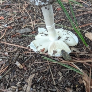 Amanita phalloides at Giralang, ACT - 23 Jan 2024