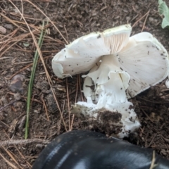 Amanita phalloides at Giralang, ACT - 23 Jan 2024