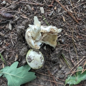 Amanita phalloides at Giralang, ACT - 23 Jan 2024