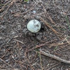 Amanita phalloides at Giralang, ACT - 23 Jan 2024