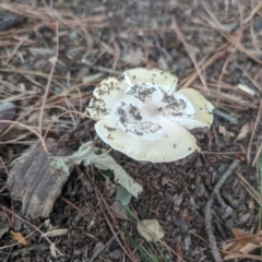 Amanita phalloides at Giralang, ACT - 23 Jan 2024