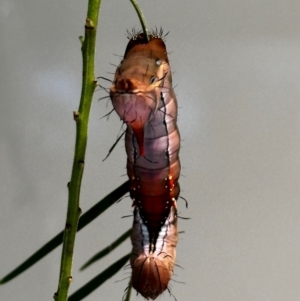 Neola semiaurata at Lyons, ACT - 23 Jan 2024