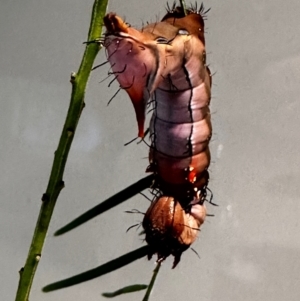 Neola semiaurata at Lyons, ACT - 23 Jan 2024