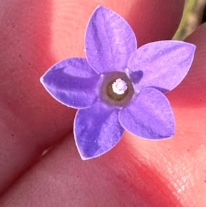 Wahlenbergia sp. at Cook, ACT - 23 Jan 2024