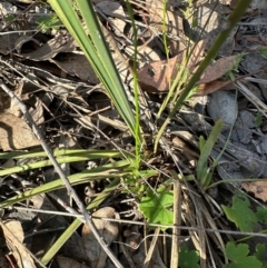 Wahlenbergia sp. at Cook, ACT - 23 Jan 2024