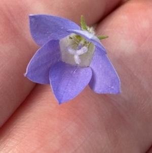 Wahlenbergia sp. at Aranda, ACT - 23 Jan 2024 05:42 PM