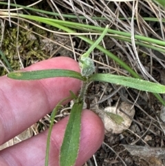 Wahlenbergia sp. at Aranda, ACT - 23 Jan 2024 05:42 PM