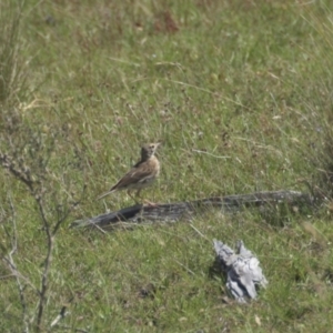 Anthus australis at Mt Holland - 21 Jan 2024