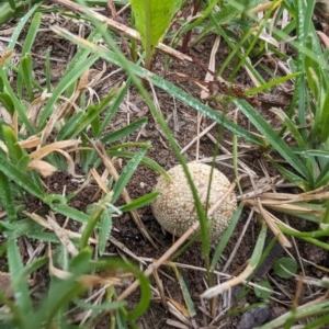 Lycoperdon sp. at Giralang, ACT - 23 Jan 2024 07:54 AM