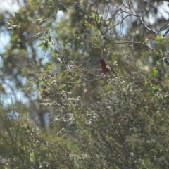 Platycercus elegans (Crimson Rosella) at Mt Holland - 21 Jan 2024 by danswell