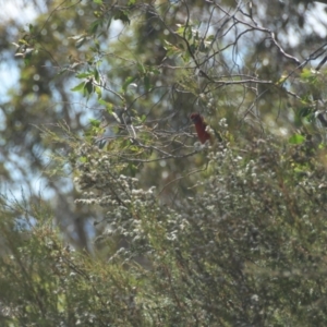 Platycercus elegans at Mt Holland - 21 Jan 2024 03:29 PM