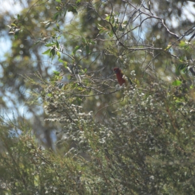 Platycercus elegans (Crimson Rosella) at Mt Holland - 21 Jan 2024 by danswell