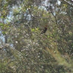 Platycercus elegans at Mt Holland - 21 Jan 2024 03:29 PM