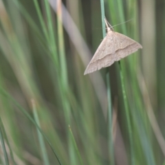 Epidesmia hypenaria (Long-nosed Epidesmia) at Mt Holland - 21 Jan 2024 by danswell