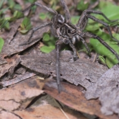 Tasmanicosa sp. (genus) (Tasmanicosa wolf spider) at Mt Holland - 21 Jan 2024 by danswell