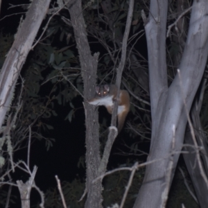 Pseudocheirus peregrinus at Mt Holland - 21 Jan 2024