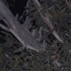 Petaurus notatus (Krefft’s Glider, Sugar Glider) at Mt Holland - 21 Jan 2024 by danswell